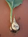4 bulbe tulipe